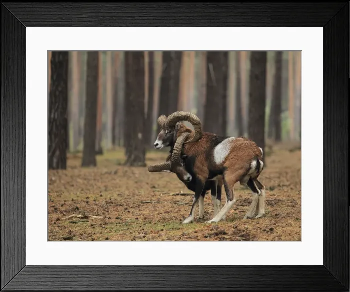 Framed Print : Mouflon Sheep - Rams fighting getting their horns stuck - Germany Framed Print : Mouflon Sheep - Rams fighting getting their horns stuck - Germany