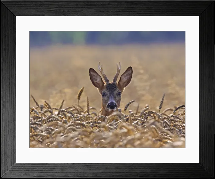 Framed Print : Roe Deer - buck in corn field - Germany Framed Print : Roe Deer - buck in corn field - Germany