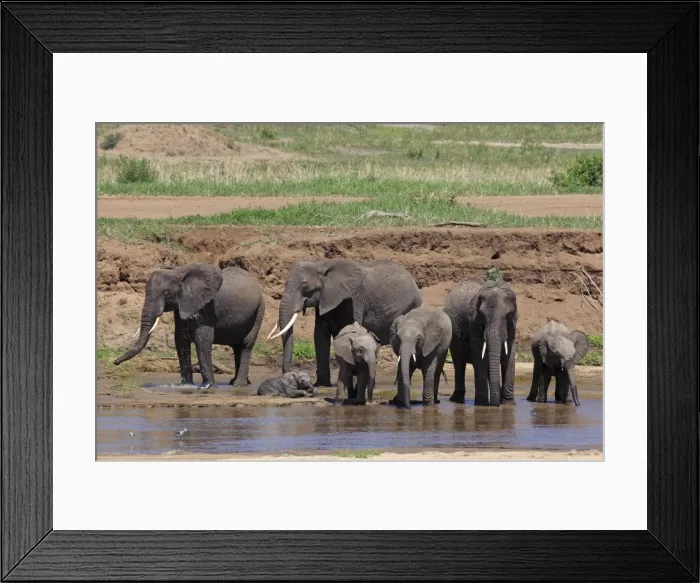 Framed Print : African Bush / African Savanna Elephant - herd drinking water - Tarangire NP - Tanzania Framed Print : African Bush / African Savanna Elephant - herd drinking water - Tarangire NP - Tanzania