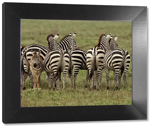 Grant's Zebra - herd with young one - Serengeti NP - Tanzania Manipulated image: animal removed from background