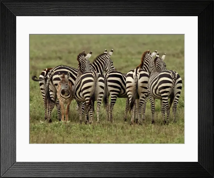 Framed Print : Grant's Zebra - herd with young one - Serengeti NP - Tanzania Manipulated image: animal removed from background Framed Print : Grant's Zebra - herd with young one - Serengeti NP - Tanzania Manipulated image: animal removed from background