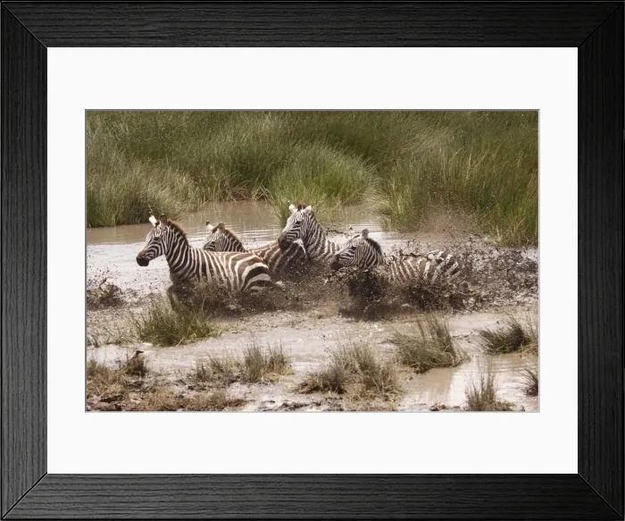 Framed Print : Grant's Zebra - herd crossing a river - Serengeti NP - Tanzania Framed Print : Grant's Zebra - herd crossing a river - Serengeti NP - Tanzania