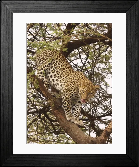 Framed Print : Leopard - in tree - Ngorongoro Crater Reserve - Serengeti - Tanzania Framed Print : Leopard - in tree - Ngorongoro Crater Reserve - Serengeti - Tanzania