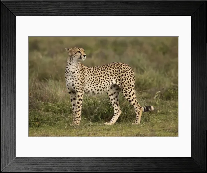 Framed Print : Cheetah - Ngorongoro Crater Reserve - Serengeti - Tanzania Framed Print : Cheetah - Ngorongoro Crater Reserve - Serengeti - Tanzania