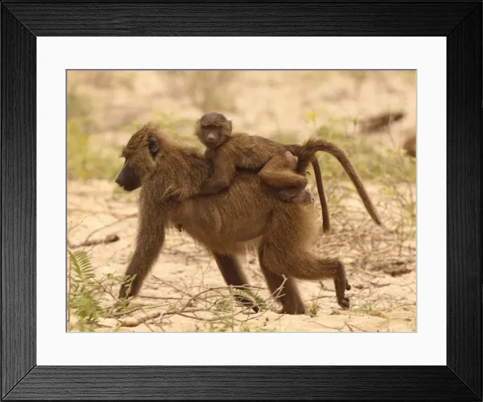 Framed Print : Olive Baboon - mother with kid on back - Lake Manyara NP - Tanzania Framed Print : Olive Baboon - mother with kid on back - Lake Manyara NP - Tanzania