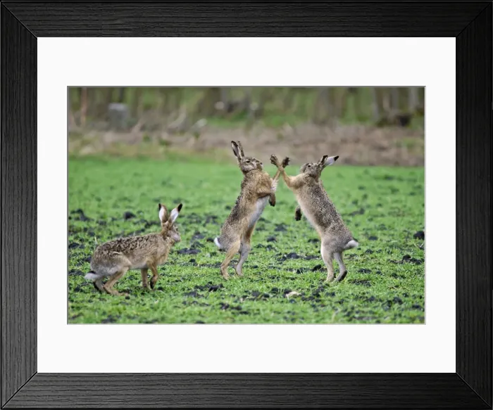 Framed Print : European Hares - give high five - fighting in mating season - Austria Framed Print : European Hares - give high five - fighting in mating season - Austria