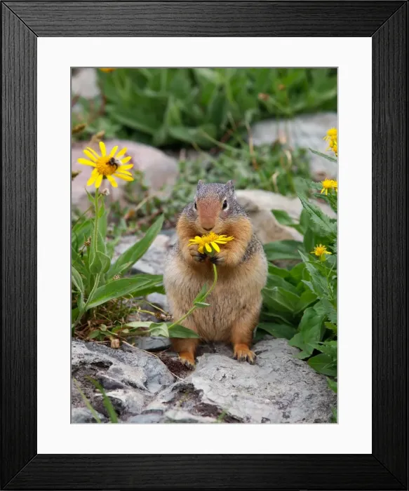 Framed Print : Columbian Ground Squirrel - eating flower - Glacier National Park - USA Framed Print : Columbian Ground Squirrel - eating flower - Glacier National Park - USA