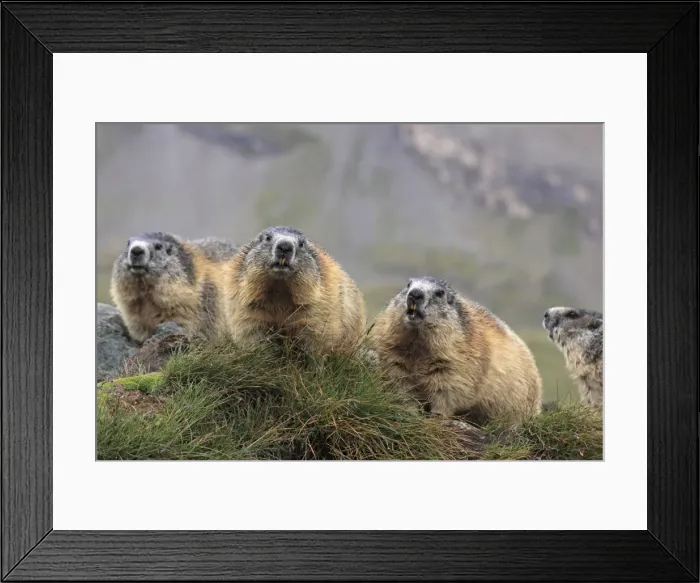 Framed Print : Alpine Marmot - group - Europe Framed Print : Alpine Marmot - group - Europe