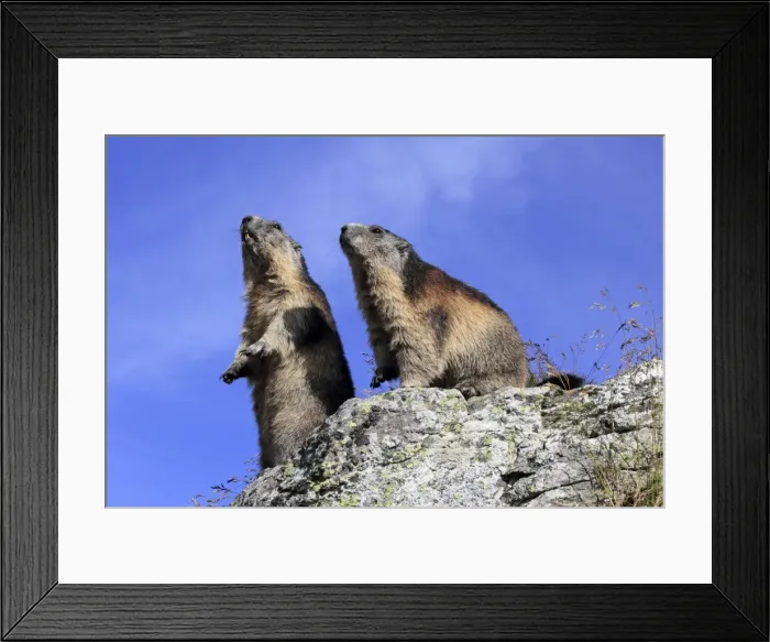 Framed Print : Alpine Marmot - two together - Europe Framed Print : Alpine Marmot - two together - Europe