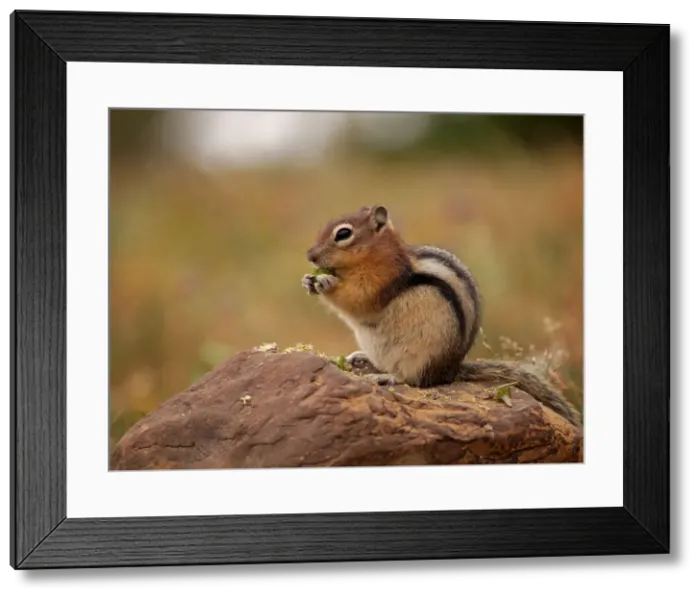 Framed Print : Golden-mantled Ground Squirrel - feeding - Glacier National Park Framed Print : Golden-mantled Ground Squirrel - feeding - Glacier National Park
