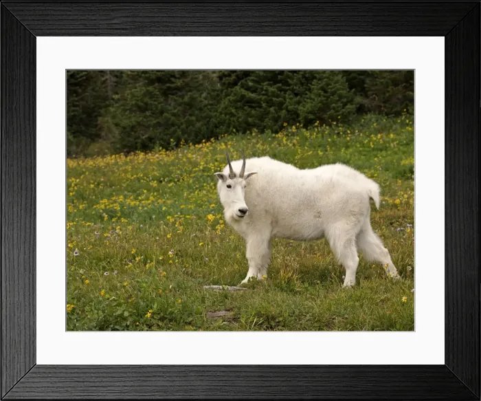 Framed Print : Mountain Goat - Glacier National Park - USA Framed Print : Mountain Goat - Glacier National Park - USA