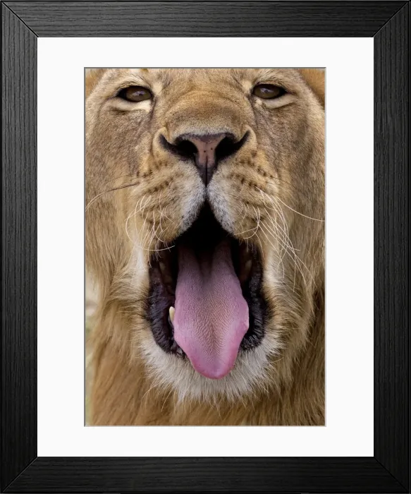 Framed Print : African Lion - lioness with mouth open - Ndutu area between Serengeti and Ngorongoro - Tanzania Framed Print : African Lion - lioness with mouth open - Ndutu area between Serengeti and Ngorongoro - Tanzania