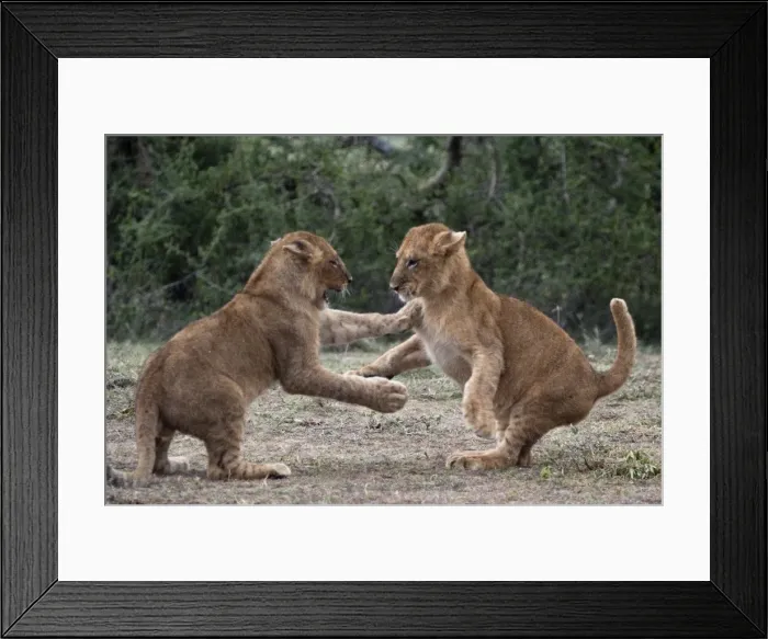 Framed Print : African Lion - cubs play-fighting - Ndutu area between Serengeti and Ngorongoro - Tanzania Framed Print : African Lion - cubs play-fighting - Ndutu area between Serengeti and Ngorongoro - Tanzania