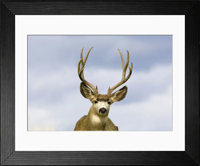 Framed Print : Mule Deer - buck - Autumn - Western USA _PTL7302 Framed Print : Mule Deer - buck - Autumn - Western USA _PTL7302