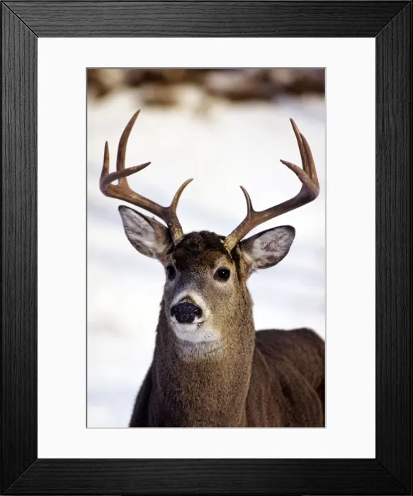 Framed Print : White-tail deer - buck MD1036 Framed Print : White-tail deer - buck MD1036