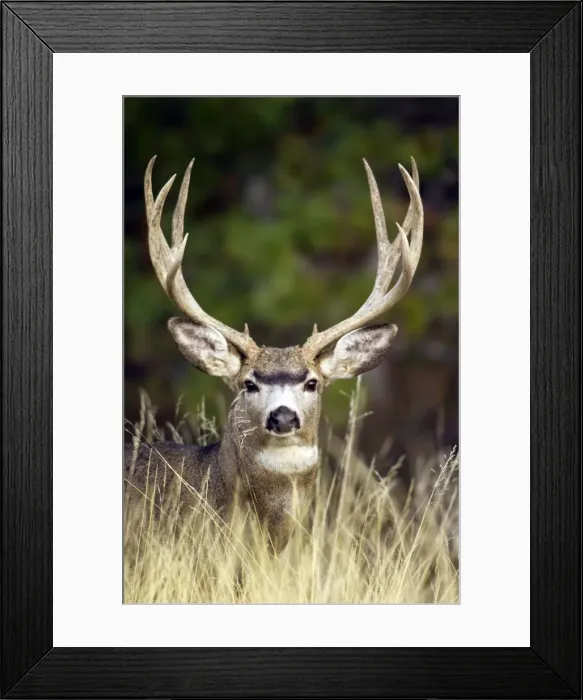 Framed Print : Mule Deer - buck - Autumn - Western USA _PTL6901 Framed Print : Mule Deer - buck - Autumn - Western USA _PTL6901