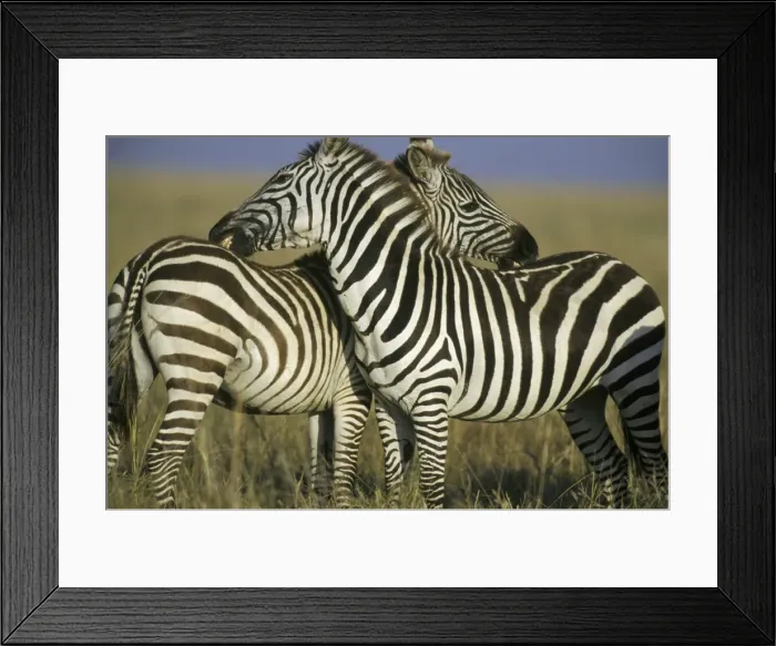 Framed Print : Burchell's or Plains Zebras TOM 582 Grooming one another - Serengeti National Park, Tanzania. Equus burchelli © Tom & Pat Leeson / ardea. com Framed Print : Burchell's or Plains Zebras TOM 582 Grooming one another - Serengeti National Park, Tanzania. Equus burchelli © Tom & Pat Leeson / ardea. com