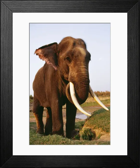 Framed Print : Indian / Asiatic Elephant TOM 666 Kaziranga National Park, India. © Tom & Pat Leeson / ardea. com Framed Print : Indian / Asiatic Elephant TOM 666 Kaziranga National Park, India. © Tom & Pat Leeson / ardea. com