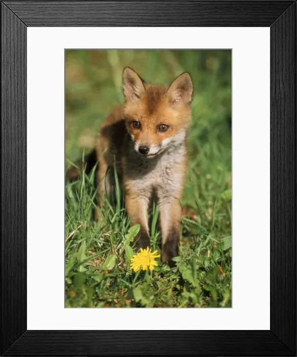 Framed Print : European Fox USH 234 Cub Vulpes vulpes © Duncan Usher / ardea. com Framed Print : European Fox USH 234 Cub Vulpes vulpes © Duncan Usher / ardea. com