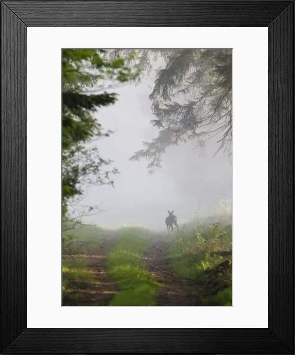 Framed Print : Roe Deer - standing on forest ride - in morning mist - Lower Saxony - Germany Framed Print : Roe Deer - standing on forest ride - in morning mist - Lower Saxony - Germany