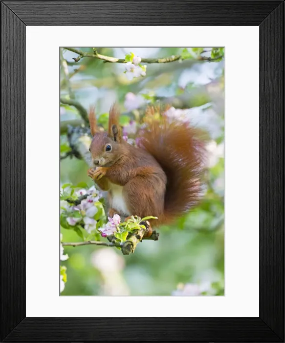 Framed Print : Red Squirrel - sitting in apple tree amongst blossom - in garden - Lower Saxony - Germany Framed Print : Red Squirrel - sitting in apple tree amongst blossom - in garden - Lower Saxony - Germany