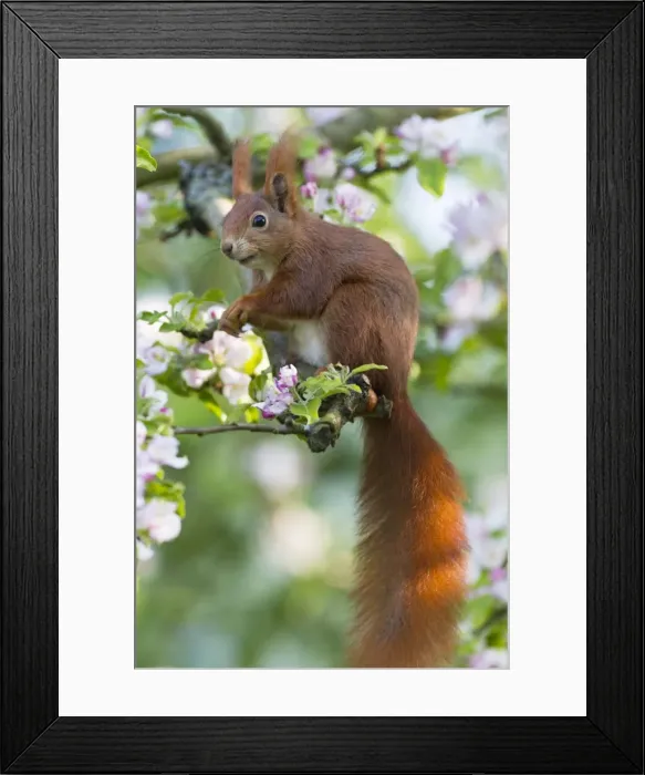 Framed Print : Red Squirrel - sitting in apple tree amongst blossom - in garden - Lower Saxony - Germany Framed Print : Red Squirrel - sitting in apple tree amongst blossom - in garden - Lower Saxony - Germany