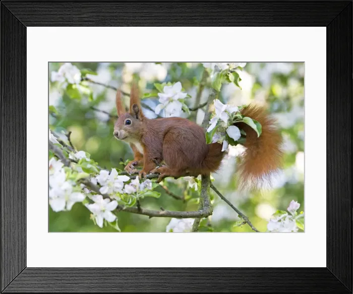 Framed Print : Red Squirrel - sitting in apple tree amongst blossom - in garden - Lower Saxony - Germany Framed Print : Red Squirrel - sitting in apple tree amongst blossom - in garden - Lower Saxony - Germany