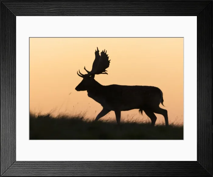 Framed Print : Fallow Deer - buck as silhouette moving along horizon at dusk - during the rut - Seeland - Denmark Framed Print : Fallow Deer - buck as silhouette moving along horizon at dusk - during the rut - Seeland - Denmark