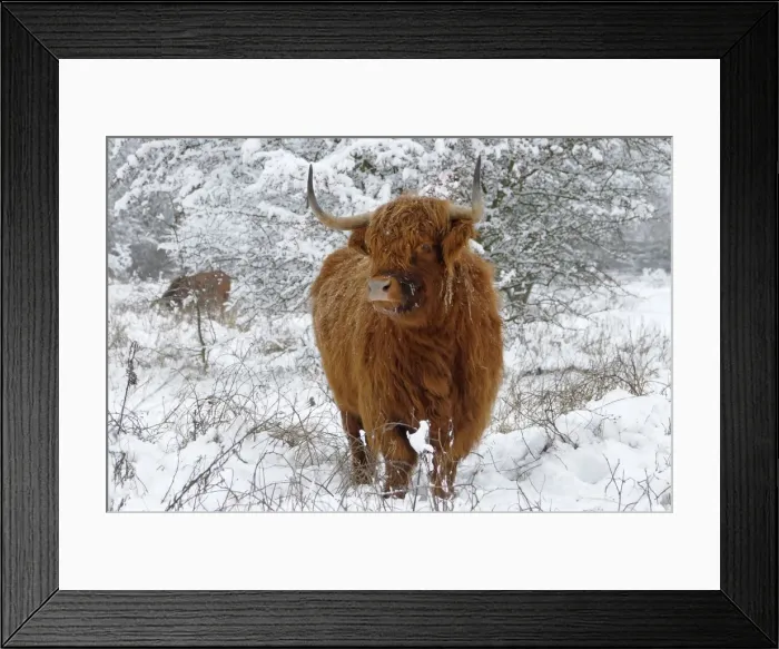 Framed Print : Scottish Highland Cow - in the snowy foreland of river IJssel The Netherlands, Overijssel, Wijhe / Olst, Fortmond Framed Print : Scottish Highland Cow - in the snowy foreland of river IJssel The Netherlands, Overijssel, Wijhe / Olst, Fortmond