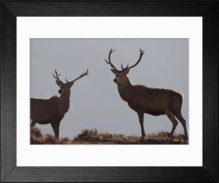 Framed Print : Red Deer - male. Scottish Moor - Aviemore - Scotland