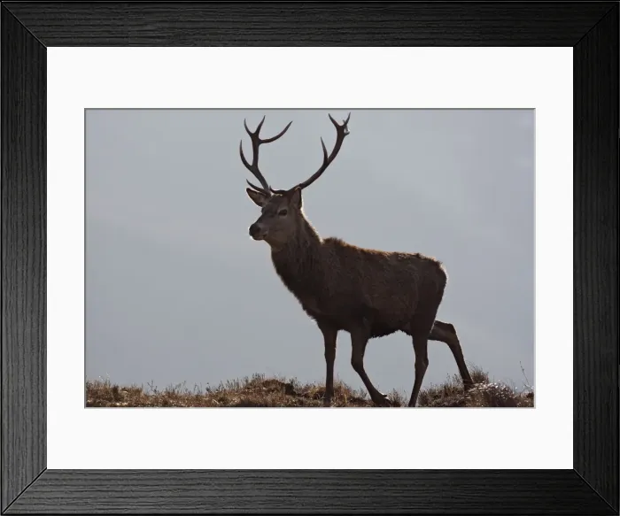 Framed Print : Red Deer - male. Scottish Moor - Aviemore - Scotland Framed Print : Red Deer - male. Scottish Moor - Aviemore - Scotland