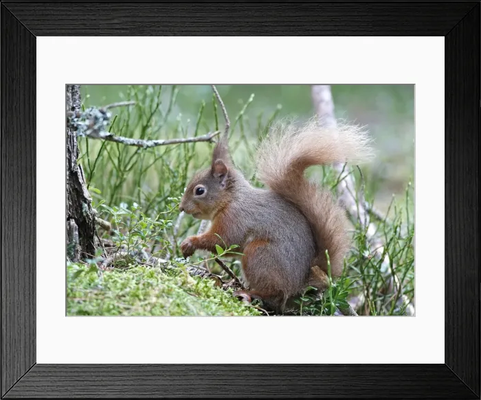 Framed Print : Red Squirrel. Scottish Moor - Aviemore - Scotland Framed Print : Red Squirrel. Scottish Moor - Aviemore - Scotland