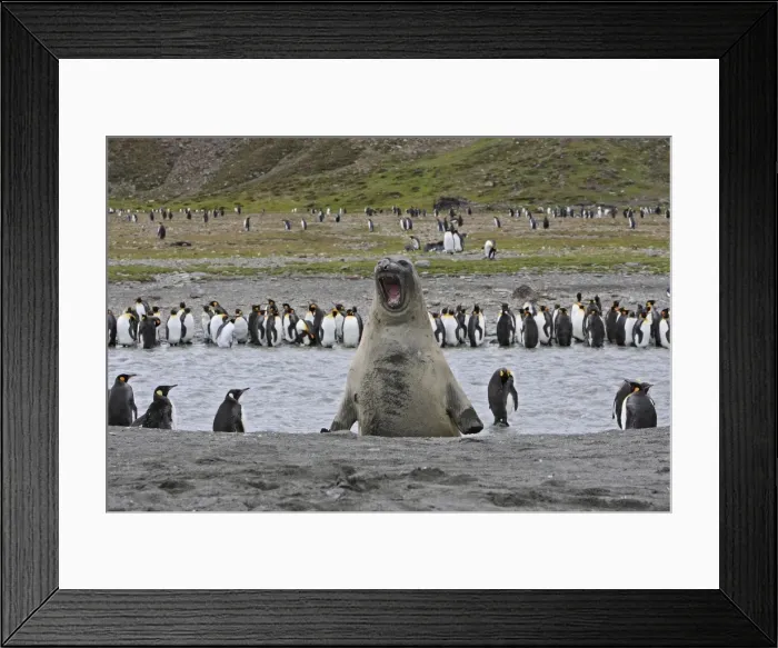 Framed Print : Southern Elephant Seal - showing size comparison with King Penguins (Aptenodytes patagonicus) - Saint Andrew - South Georgia