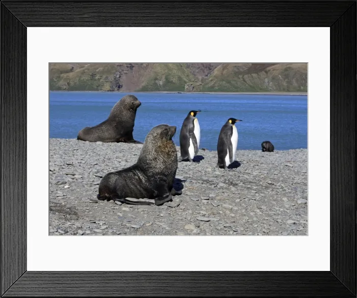 Framed Print : Antarctic Fur Seal - Fortuna Bay - South Georgia