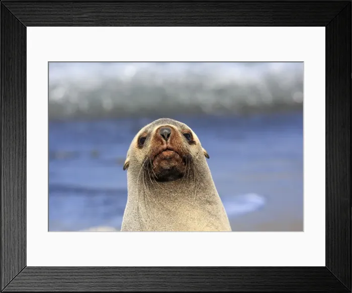 Framed Print : Antarctic Fur Seal - Fortuna bay - South Georgia Framed Print : Antarctic Fur Seal - Fortuna bay - South Georgia