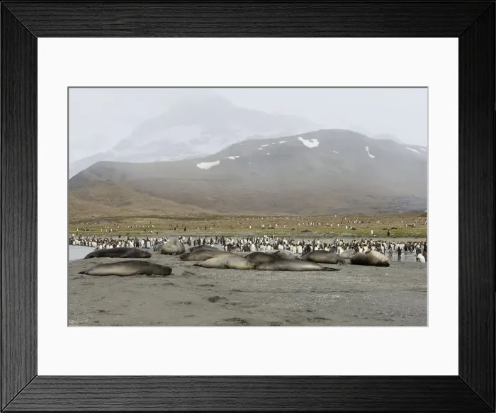 Framed Print : Southern Elephant Seal - Saint Andrew - South Georgia Framed Print : Southern Elephant Seal - Saint Andrew - South Georgia