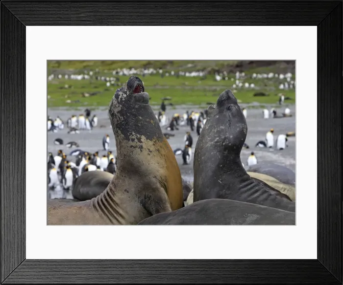 Framed Print : Southern Elephant Seal - combat between two males - Saint Andrew - South Georgia Framed Print : Southern Elephant Seal - combat between two males - Saint Andrew - South Georgia