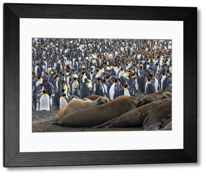 Framed Print : Southern Elephant Seal - and Penguin colony - Saint Andrew - South Georgia Framed Print : Southern Elephant Seal - and Penguin colony - Saint Andrew - South Georgia