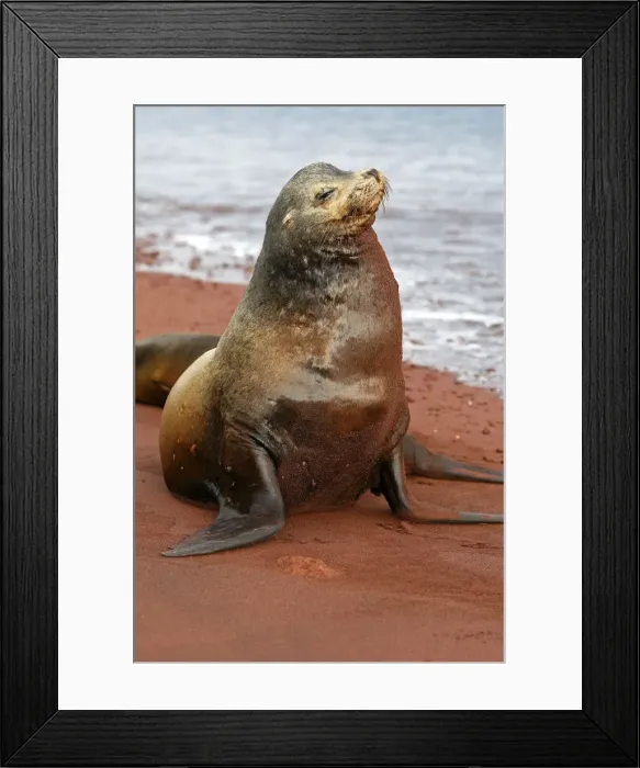 Framed Print : Galapagos Sea Lion - Rabida Island - Galapagos Framed Print : Galapagos Sea Lion - Rabida Island - Galapagos