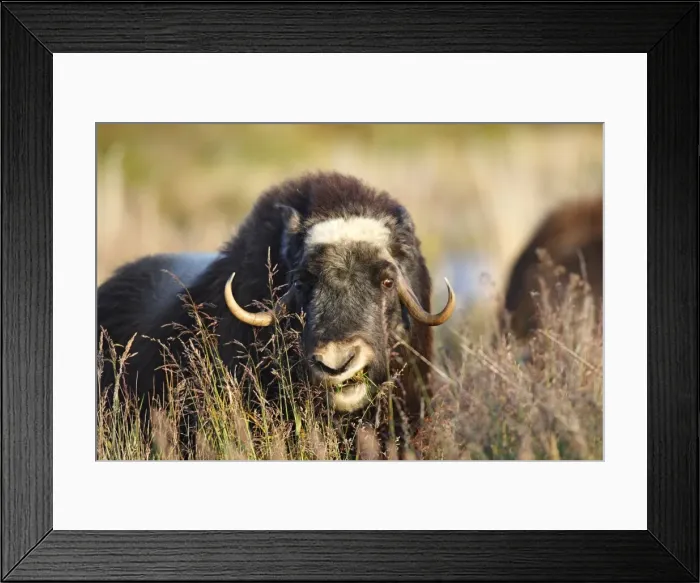 Framed Print : Muskox - Seward Peninsula - Alaska Framed Print : Muskox - Seward Peninsula - Alaska