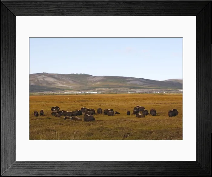 Framed Print : Muskox - Nome - Alaska Framed Print : Muskox - Nome - Alaska