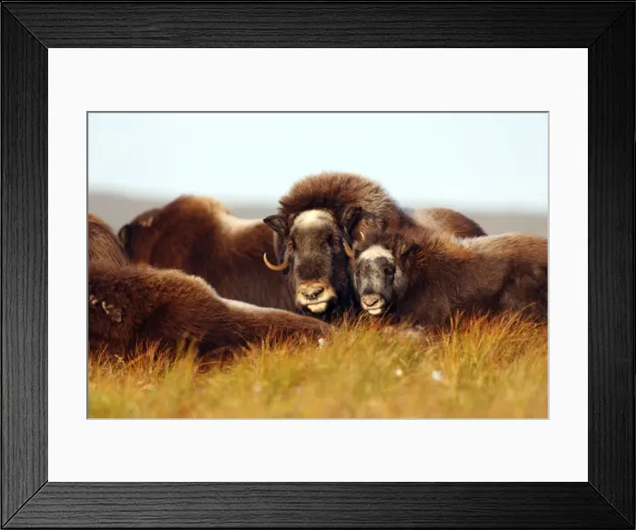 Framed Print : Muskox - Nome - Alaska Framed Print : Muskox - Nome - Alaska