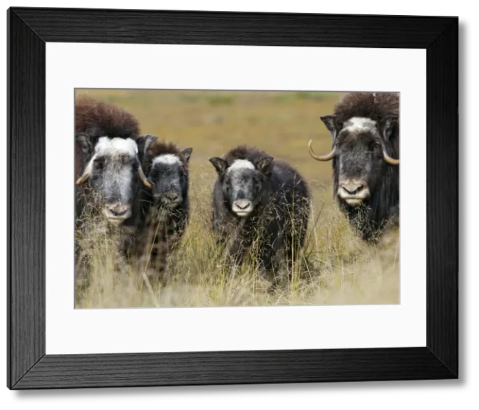 Framed Print : Muskox - Nome - Seward peninsula - Alaska Framed Print : Muskox - Nome - Seward peninsula - Alaska
