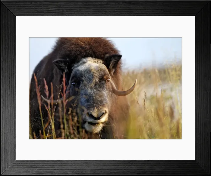 Framed Print : Muskox - Nome - Alaska Framed Print : Muskox - Nome - Alaska