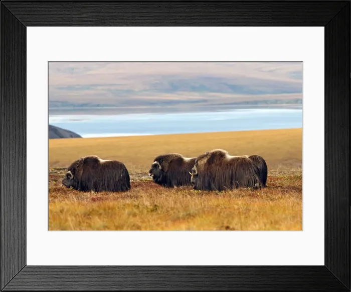 Framed Print : Muskox - Nome - Alaska Framed Print : Muskox - Nome - Alaska
