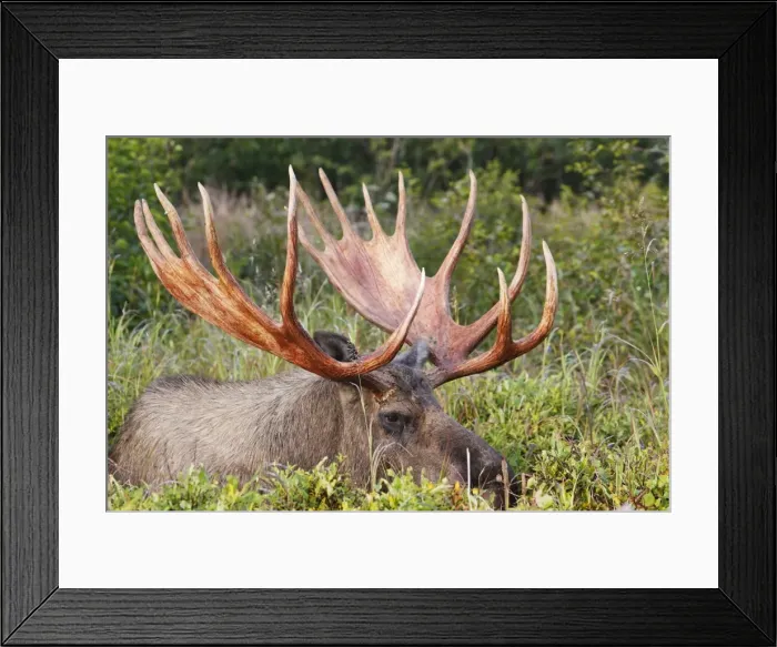 Framed Print : Moose - 5-7 year old male - Alaska Framed Print : Moose - 5-7 year old male - Alaska
