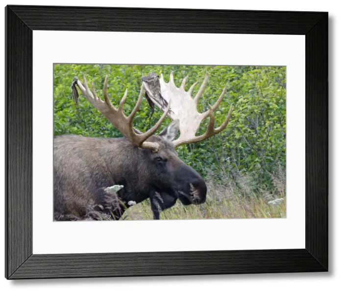 Framed Print : Moose - male 5-7 years with the remains of velvet - Seward Peninsula - Alaska Framed Print : Moose - male 5-7 years with the remains of velvet - Seward Peninsula - Alaska