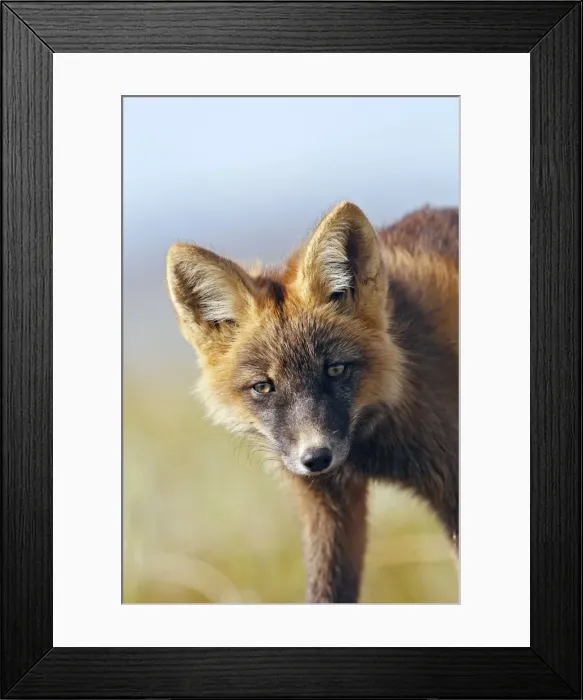 Framed Print : Red Fox - young - dark phase - Seward Peninsula - Alaska Framed Print : Red Fox - young - dark phase - Seward Peninsula - Alaska