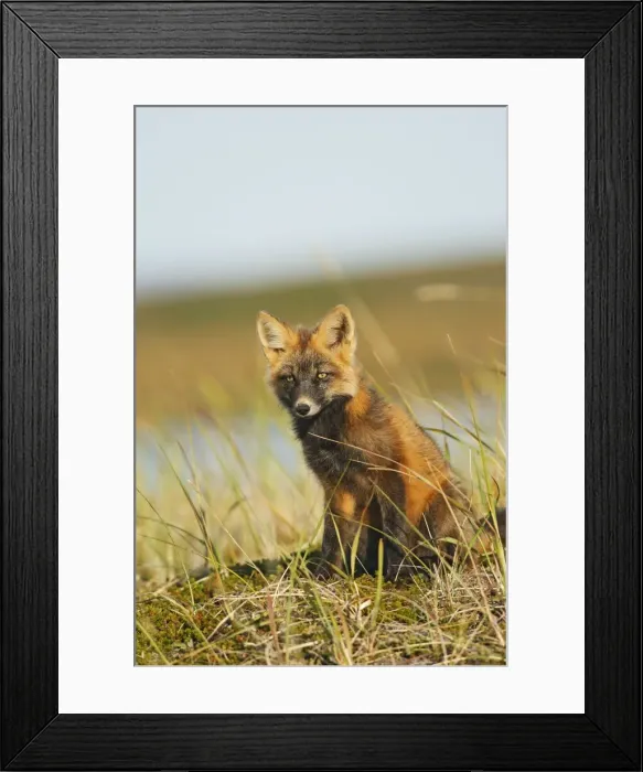 Framed Print : Red Fox - young - dark phase - Seward Peninsula - Alaska Framed Print : Red Fox - young - dark phase - Seward Peninsula - Alaska