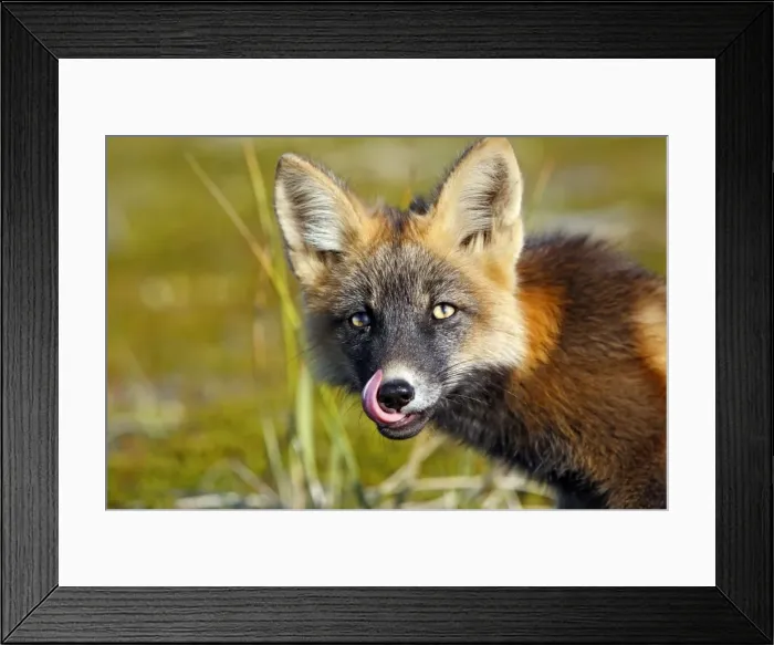Framed Print : Red Fox - young - dark phase - Seward Peninsula - Alaska Framed Print : Red Fox - young - dark phase - Seward Peninsula - Alaska